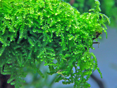 Trauerweiden-Moos - Vesicularia ferriei in vitro